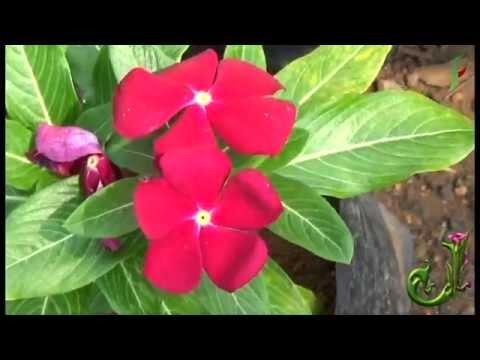 download lagu mp3 mp4 Flower Glossary, download lagu Flower Glossary gratis, unduh video klip Flower Glossary