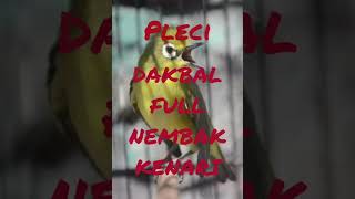 Download lagu PLECI DAKBAL FULL NEMBAK CERRRR KENARI, bikin lawan diam di gantangan mp3