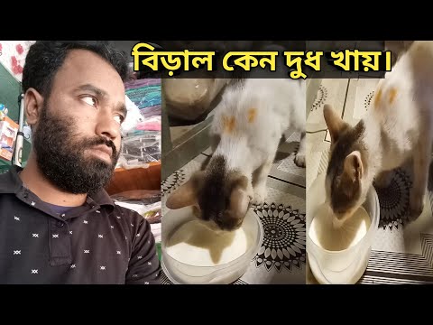 বিড়াল কেন দুধ খায়।November 26, 2022