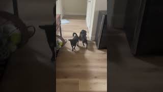 Video preview image #1 Chiweenie Puppy For Sale in Corona, CA, USA