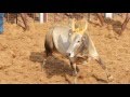 ஜல்லிக்கட்டு நாயகன் அப்பு