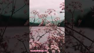 Seishunfu - Momoiro Clover Z