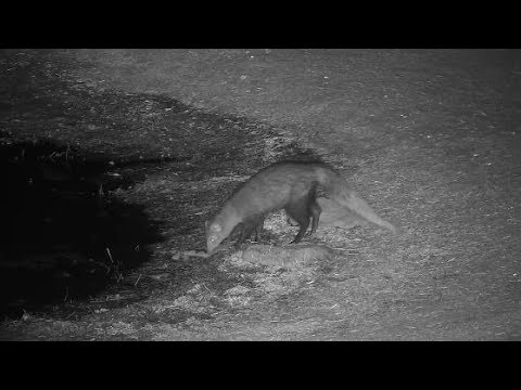 Djuma: White-tailed Mongoose-then gets startled by Hyena - 21:44 - 09/15/19