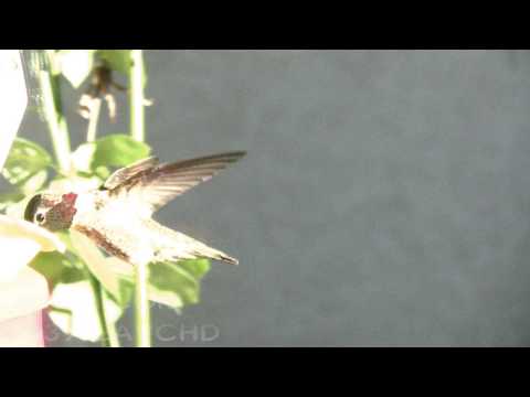 V03962 Male Anna's Hummingbird at feeder Realtime 720p HD