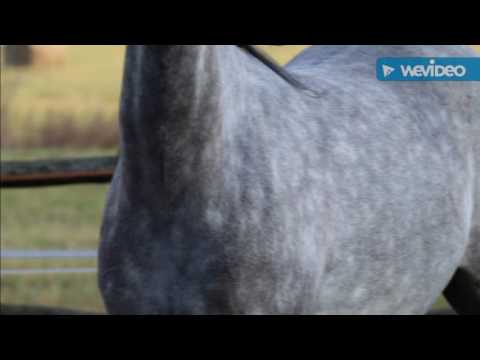 Estura (Kabsztad x Eusara) Arabian mare