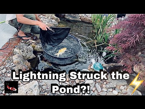 Lightning Strike! | Rescuing Koi from  Aquascape Pond | Waterfall Leak? 💦| 4k |