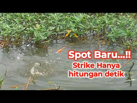 Jarang pemancing yang mancing di spot ini | Sebentar Mancing dispot ini hasilnya panen