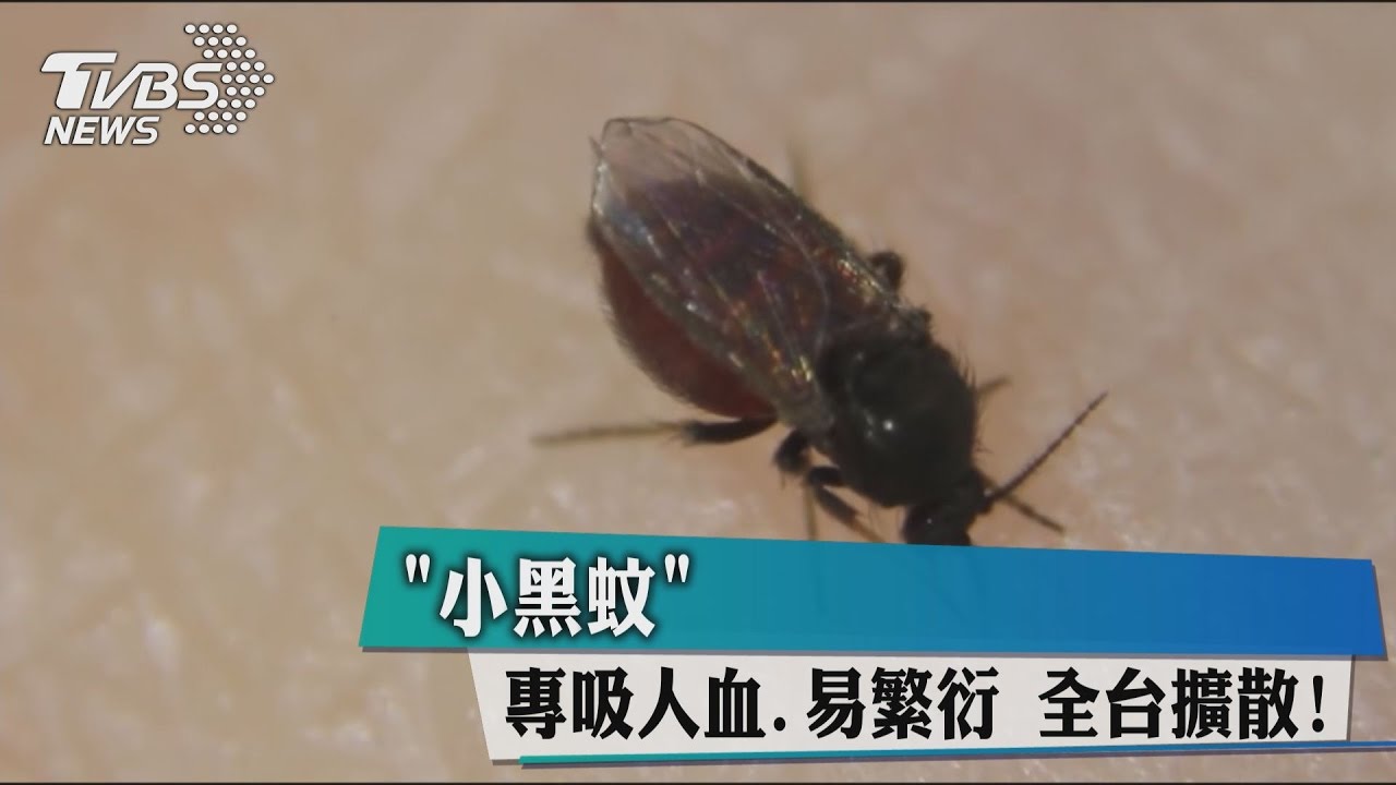 小黑蚊專吸人血、生長快 全台擴散!