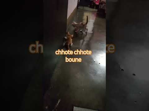 #bollywood #bollywoodsongs #cat #comedy #funny