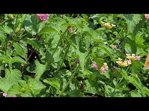 פרפר לבנין הצלף A butterfly Colotis fausta