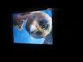 Opening To Bear In The Big Blue House Heroes Of Woodland Valley VHS 2003