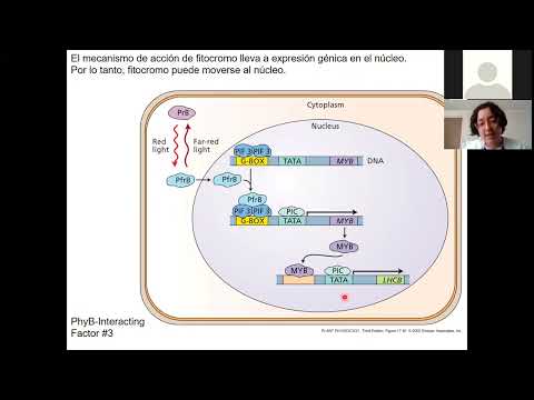 FITOCROMOS FOTORRECEPTORES FOTOMORFOGENESIS 2