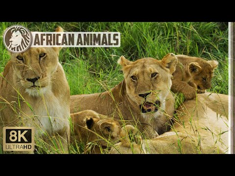 🐅 Lion pride in Masai Mara National Reserve | 8K African Wildlife