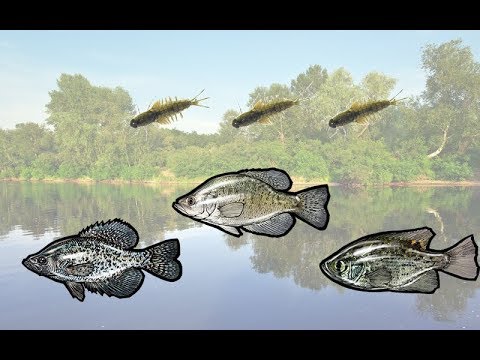 Русская Рыбалка 3.99 (Russian Fishing) Краппи и Окуни на поденку