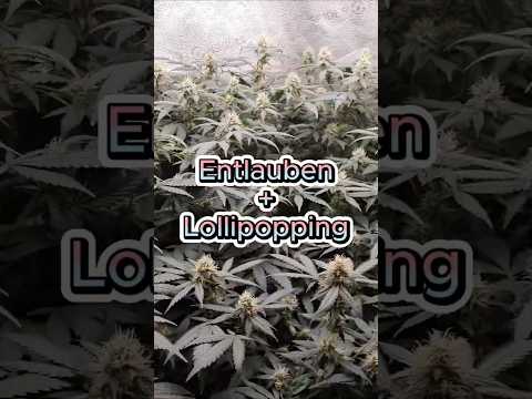 Lollipopping & defoliation after 3 weeks of flowering 🌸