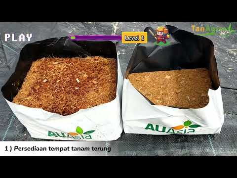 𝙋𝘼𝙍𝙏 1: Bagaimana nak tanam terung dan memperoleh hasil yang baik ?