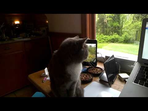 Gray Cat assumes the classic Meat Loaf position  — as seen through Google Glass