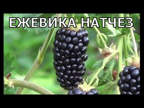 Ежевика Натчез (Natchez).