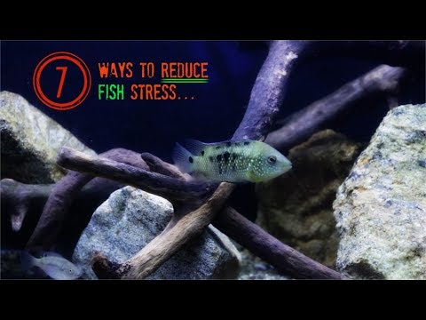 download lagu mp3 mp4 How To Not Stress Fish, download lagu How To Not Stress Fish gratis, unduh video klip How To Not Stress Fish