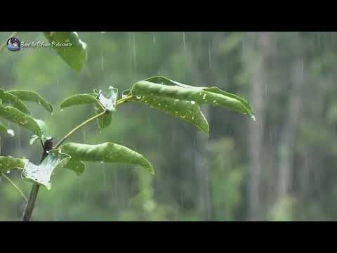 8 horas Som de Chuva leve e calma - Som e musica para relaxar, dormir