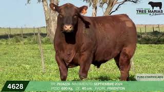3 Toro PC - Gregorio Aberasturi - Plaza Ganadera