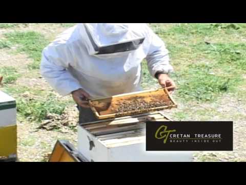 download lagu mp3 mp4 Cretan Honey With Thyme, download lagu Cretan Honey With Thyme gratis, unduh video klip Cretan Honey With Thyme