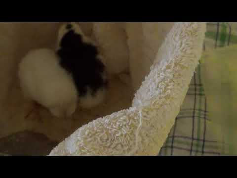 AMIKOR A KIS CSIBÉK A BLUZT HALGATJÁK