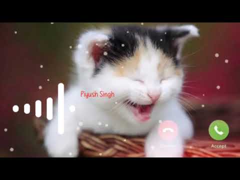 New Cute Cat Baby Voice Ringtone 2021 | Cat Crying Tone | SMS Tone | Message Tone | BGM | #TMS