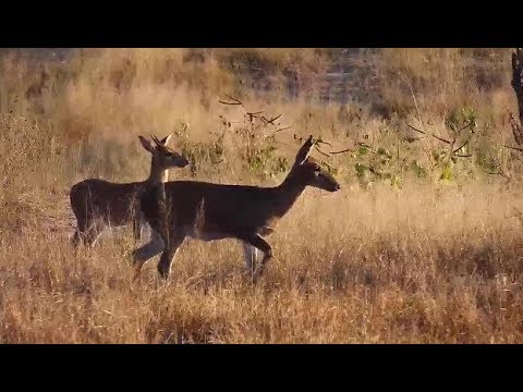 Djuma: Common Grey Duiker male and female at the pan area - 07:04 - 05/06/19