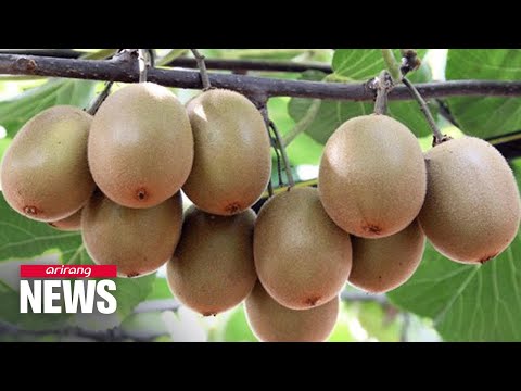 Jeollanam-do Province kiwi fruits to bring in millions of dollars in royalty fees from Europe