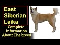 East Siberian Laika Pros And Cons Price How To Choose Facts Care History