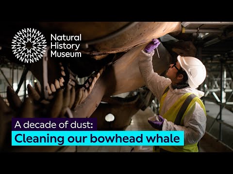 Removing 16 years of dust from NHM’s whale skeletons