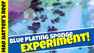The Great Blue Platting Sponge Experiment