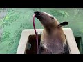 NatZooZen Mealtime For Chiquita The Tamandua