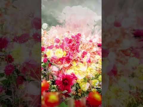 園芸 レッドラベルのダリア