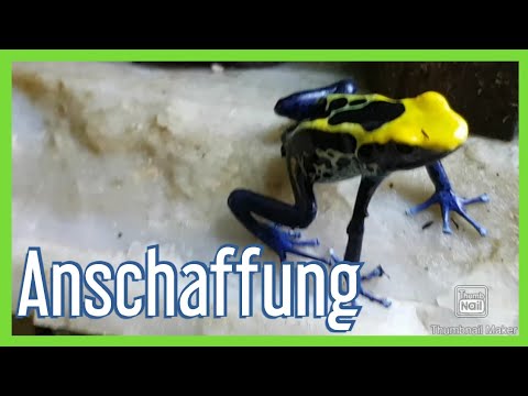 Acquisition of poison dart frogs -Dendrobates-