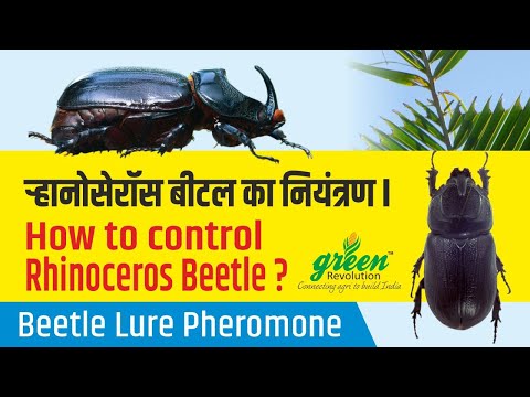 Rhinoceros Beetle Pheromone Trap / RB pheromone Trap