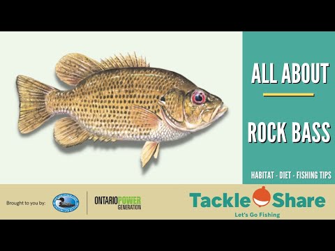 All About Rock Bass!