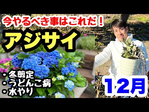 アジサイにピクルス汁で水をやる??期待される効果は何ですか?  庭園