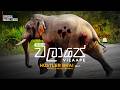 VILAAPE විලාපේ Hustler Bhai Ft Manoj Dushan Fonseka Official Music Video අලි ම�