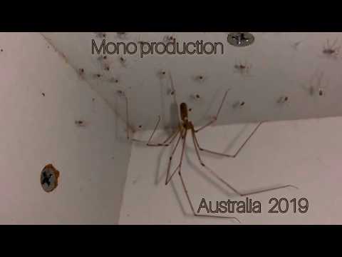 Daddy - Long - Legs spider with babies! Australia 2019 (Pholcidae)