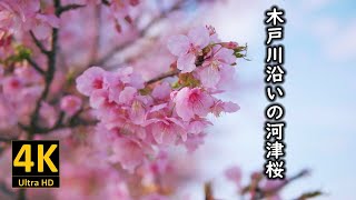 木戸川沿いの河津桜 2024