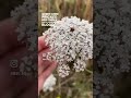 Wild Carrot