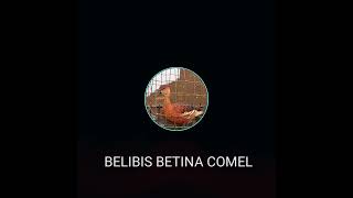 Download lagu Belibis Betina Comel 1 mp3 Download lagu Belibis Betina Comel 1 mp3