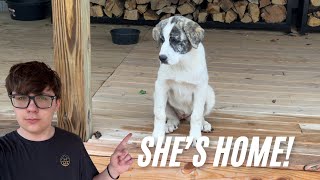 NEW DOG???
