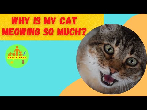 Why is my cat meowing so much? | Why do cats cry during mating?
