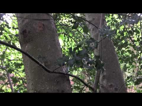 download lagu mp3 mp4 Trees With Interesting Bark, download lagu Trees With Interesting Bark gratis, unduh video klip Trees With Interesting Bark