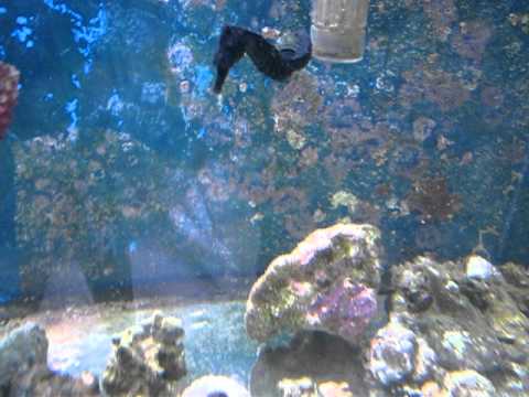 Sjöhäst Hippocampus kuda på Rolles Akvariecenter i Luleå 1 6-2011