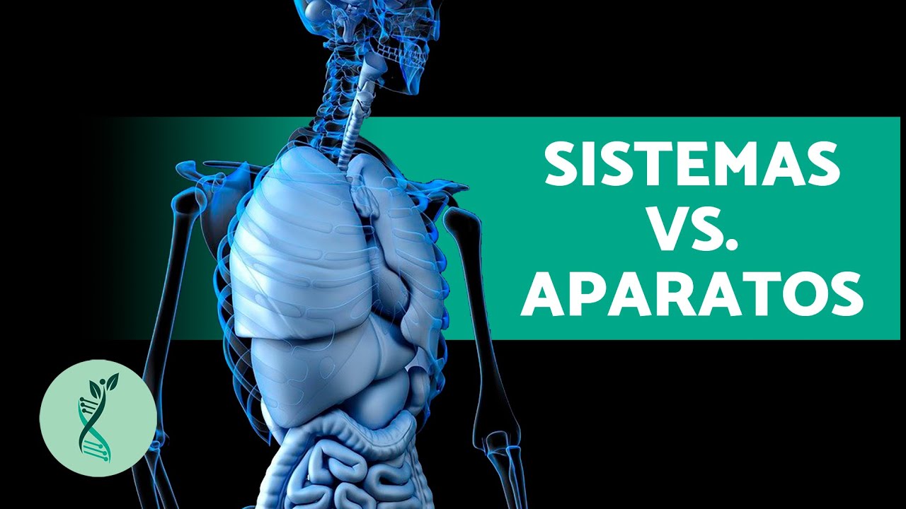 ¿Qué DIFERENCIA Hay Entre APARATO y SISTEMA? 🆚 (¿Qué Son los Aparatos y Sistemas? ¿Cuántos Hay?)