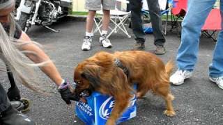 Beer Guard Dog